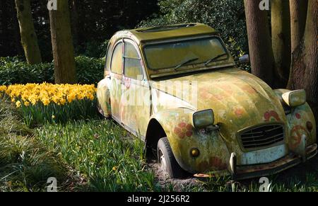 Lisse, Niederlande - März 25 2022 in der jährlichen Blumenausstellung Keukenhof werden in diesem Jahr alte Autowracks mit Narzissen kombiniert. Stockfoto