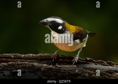 Schwarzflügelsaltator, Saltator atripennis, tropischer Vogel, der am Ast in der Natur sitzt, Amagusa, Ecuador in Südamerika. Tangarier i Stockfoto