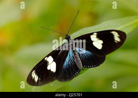 Heliconius doris, Doris Longwing, Schmetterling aus Costa Rica in Mittelamerika. Heliconius, schönes Insekt, das auf dem grünen Urlaub in der Natur sitzt Stockfoto