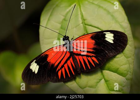Heliconius melpomene, der Postmannschmetterling aus Costa Rica. Schwarzer und oranger Schmetterling auf den grünen Blättern im Tropenwald. Sonniger Tag, Wildtiere Stockfoto