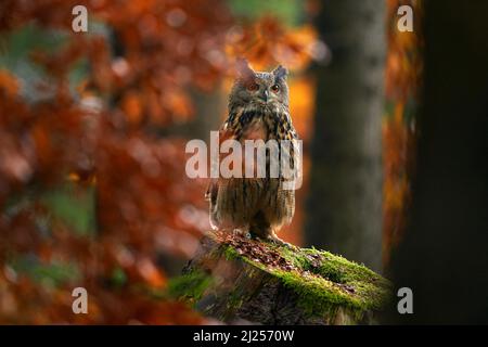 Herbstwild. Eurasische Adlereule, Bubo Bubo, sitzend auf dem Baumstumpf, Wildtierfoto im Wald mit orangefarbenen Herbstfarben, Deutschland. Bir Stockfoto