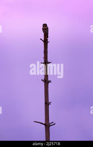 Wildtiere Finnland, finde die Eule. Sonnenuntergang in der Dämmerung. Habichtskauz auf dem alten Baumstamm. Wildlife-Szene aus der Natur. Hawk Eule rosa violett Dämmerung Nacht. Baum Stockfoto