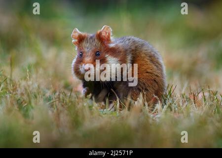 Europäischer Hamster, Cricetus cricetus, im Wiesengras, Wien, Österreich. Braun und weiß Schwarzbauchhamster, Vorderansicht Porträt in der Natur Habita Stockfoto