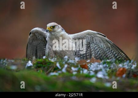 Wildtiere, Fütterungsverhalten von Vögeln. Lanner Falcon, Falco biarmicus, seltener Greifvogel mit orangefarbenen Blättern im Herbstwald, Spanien. Wildtierszene von na Stockfoto