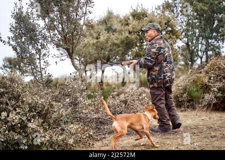 Älterer Jäger in Tarnbekleidung und Becher mit Schrotflinte, während ein brauner podenco-Hund nach Beute sucht. Stockfoto