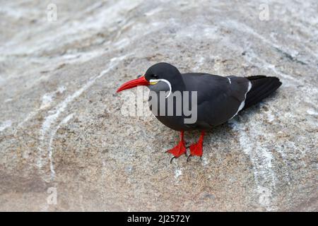 Inka-Terna, Larosterna inca, Vogel auf Baumzweig. Porträt von Tern von der peruanischen Küste. Vogel in der Natur Meereswald Lebensraum. Wildlife-Szene aus der Natur. Stockfoto