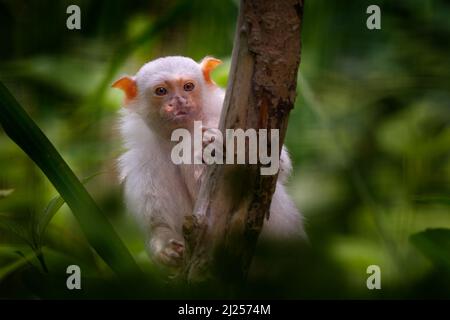 Silberner Murmeltier, Mico argentatus, Affe aus dem östlichen Amazonas-Regenwald in Brasilien. Weißer kleiner Affe mit großen Ohren im Naturlebensraum, grüner TRO Stockfoto