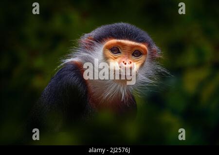 Vietnamesische Tierwelt. Rotgeshantierte Duc langurs, Pygathrix namaeus, Detailportrait von niedlichen seltenen, blutleeren Affen im Naturlebensraum. Kopfporträt von lan Stockfoto