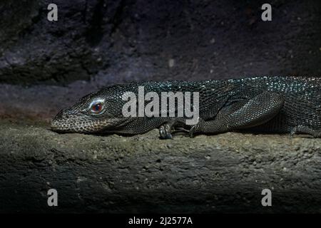Schwarzbaum-Monitor oder Beccari-Monitor, Varanus beccarii, Eidechse von den Aru-Inseln in Indonesien. Baumwächter in der dunklen Höhle im Naturlebensraum. Stockfoto