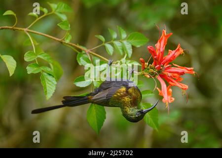 Bronziger Sonnenvögel, Nectarinia kilimensis, Vogel in der grünen Vegetation, Uganda. Afrika-Sonnenvögel, die auf dem Ast sitzen. Grüner, gelber, roter Vogel im Natu Stockfoto