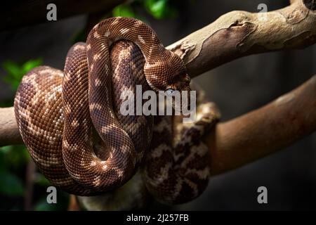 Raue Python, Morelia carinata, Schlange im Waldlebensraum. Australien. Python sitzt auf dem Ast, Wildtiere Natur. Viper aus Australien. Stockfoto