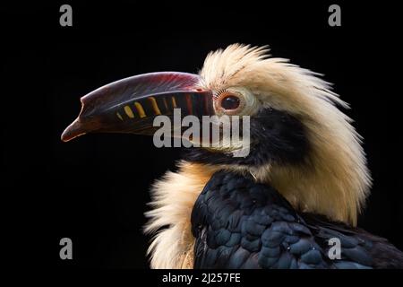Visayan-Hornbill, Penelopides panini, im dunklen Wald. Hornbill, Nahaufnahme aus tropischem Dschungel, Balinsasayao Twin Lakes Natural Park, Sibulan, Stockfoto