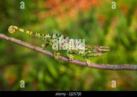 Johnston's Chameleon, Chamaeleo johnstoni, Spaziergang entlang der Ast, Bwindi National Park, Uganda. Eidechse aus Afrika im natürlichen Lebensraum. Grüne Chamele Stockfoto