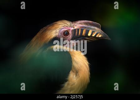 Luzon Hornbill, Penelopides manillae, manchmal Tarictic Hornbill genannt, im dunklen Wald. Hornbill, Nahaufnahme aus tropischem Dschungel, Luzon, Phi Stockfoto