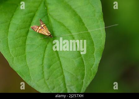 Longhorn Moth - Nemophora degeerella, kleine schöne spezielle Motte aus europäischen Wäldern und Wäldern, Tschechische Republik. Stockfoto