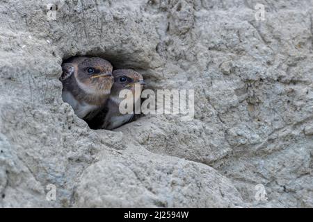 Sand martin (Riparia riparia). Zwei junge sandmartinen warten am Eingang zum Nest auf Nahrung. Deutschland Stockfoto