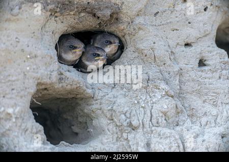 Sand martin (Riparia riparia). Am Eingang des Nestes warten drei junge sandmartinen auf Nahrung. Deutschland Stockfoto