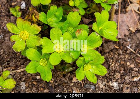 Hacquetia epipactis blüht am 29. März 2022 in Pruhonice, Tschechien. (CTK Photo/Libor Sojka) Stockfoto