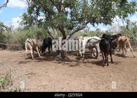 (220330) -- KILIFI, 30. März 2022 (Xinhua) -- die einzigen acht verbleibenden Kühe in Carolines Haus werden am 23. März 2022 in Kidemu im Kilifi County, Kenia, gesehen. Auf der fünf Hektar großen Farm im Dorf Bandari, Kidemu, im kenianischen Küstenbezirk Kilifi County, verstreut, wurden verwelkte Maispflanzen angebaut. Adam Ndamuna, ein Beamter der Kenya National dürre Management Authority (NDMA) in Kilifi, sagte, dass die Dürresituation in der Region im August 2021 begonnen habe und aufgrund unzureichender Regenfälle Fortschritte gemacht habe. Das Hilfswerk der Vereinten Nationen sagte, dass das Horn von Afrika eines davon erlebt Stockfoto