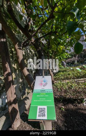 'Minerva's Garden' liegt am Rande des Burghügels, der das alte Salerno dominiert. Darin befindet sich der mittelalterliche 'Hortus sanitatis' (H Stockfoto