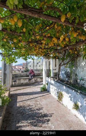 'Minerva's Garden' liegt am Rande des Burghügels, der das alte Salerno dominiert. Darin befindet sich der mittelalterliche 'Hortus sanitatis' (H Stockfoto