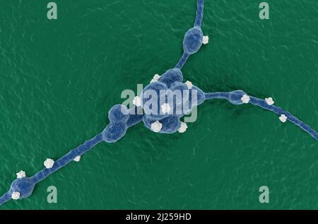 Neuroblastom-Tumorzellen im zentralen Nervensystem (Hirntumor) - Draufsicht 3D Illustration Stockfoto