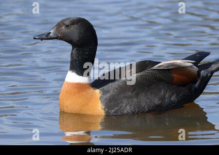 Ein farbenfroher Australischer Shelduck, der auf dem See schwimmend nach Nahrung sucht Stockfoto