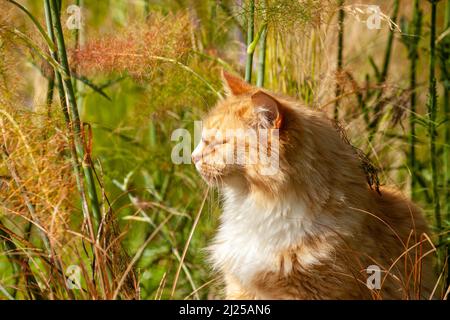 Eine wunderschöne Ingwer- und Weißkatze, die die Sommerhitze in einem schottischen Garten genießt. Stockfoto