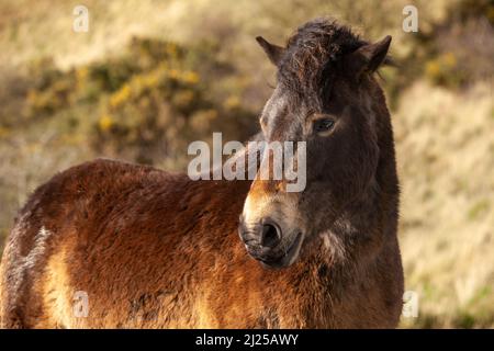 Nahaufnahme eines wilden exmoor-Ponys an den Hängen des North Berwick Law, Schottland Stockfoto