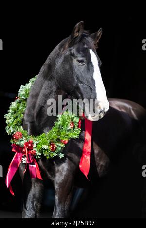 Oldenburger Pferd. Porträt eines schwarzen Seniorpferdes mit einem Weihnachtskranz vor schwarzem Hintergrund Stockfoto