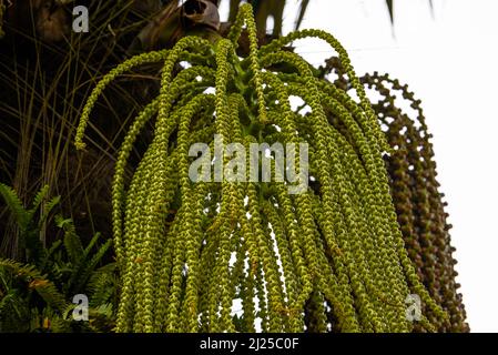 Nahaufnahme von Obstbäumen auf einer Palme im Süden Stockfoto