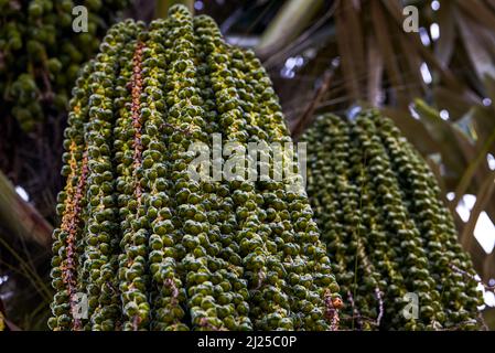 Nahaufnahme von Obstbäumen auf einer Palme im Süden Stockfoto