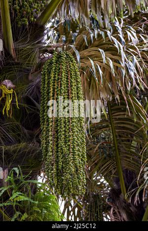 Nahaufnahme von Obstbäumen auf einer Palme im Süden Stockfoto