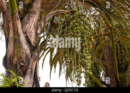 Nahaufnahme von Obstbäumen auf einer Palme im Süden Stockfoto