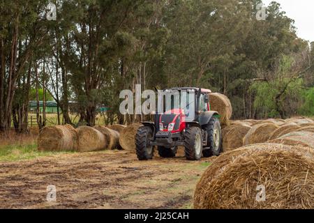 Roter Traktor, der Heuballen stapelt. Stockfoto