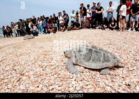 Rishon Letzion. 29. März 2022. Die Menschen sehen zu, wie Karettschildkröten am Palmachim-Strand in der Nähe der zentralisraelischen Stadt Rishon ins Mittelmeer freigesetzt werden Letzion, 29. März 2022. Nach Angaben der israelischen Natur- und Nationalparkbehörde wurden am Dienstag zwei Karettschildkröten-Weibchen nach einer Behandlung im israelischen Meeresschildkrötenrettungszentrum in das Mittelmeer entlassen. Quelle: Gil Cohen Magen/Xinhua/Alamy Live News Stockfoto