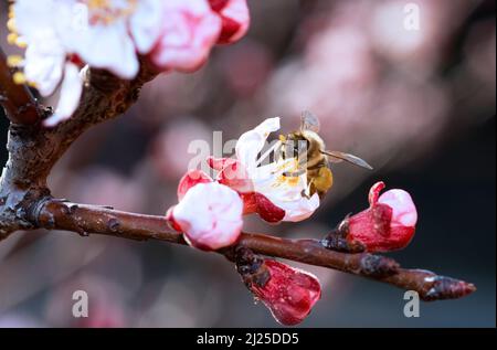 Blühende Aprikose auf Blütenhintergrund mit Biene Nahaufnahme Foto Stockfoto