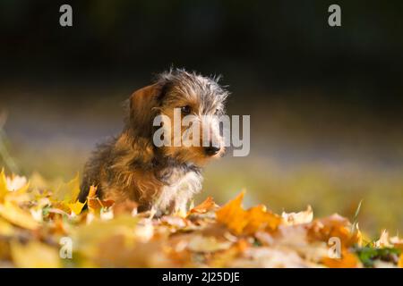 Drahthaarige Miniatur-Dachshund, die in Herbstblättern steht. Deutschland Stockfoto