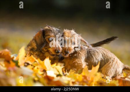 Drahthaariger Miniatur-Dachshund. Zwei Hunde im Blattstreu, die mit einem Stock spielen. Deutschland Stockfoto