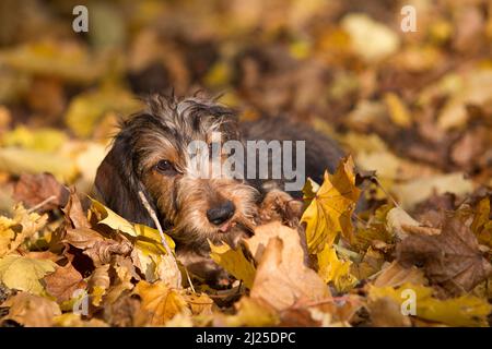 Drahthaarige Miniatur-Dachshund, die in Herbstblättern liegt. Deutschland Stockfoto