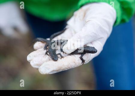 Hersbruck, Deutschland. 30. März 2022. Eine Mitarbeiterin des Bund Naturschutz (Bund) hält einen großen Haubenmolch (r) und einen Bergmolch (l) in der Hand. Die Zeit der Krötenwanderung in Bayern hat begonnen. Viele Amphibien, darunter auch Molche, sind dann auf ihrem Weg besonders gefährdet, weil viele Straßen überqueren müssen, um zu ihrem Laichplatz zu gelangen. Quelle: Nicolas Armer/dpa/Alamy Live News Stockfoto