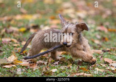 Drahthaarige Kaninchen-Dachshund spielen mit einem Stock. Deutschland Stockfoto