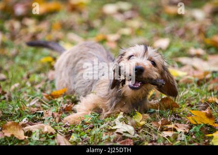 Drahthaarige Kaninchen-Dachshund spielen mit einem Stock. Deutschland Stockfoto