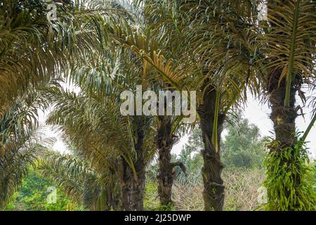 Nahaufnahme von Obstbäumen auf einer Palme im Süden Stockfoto