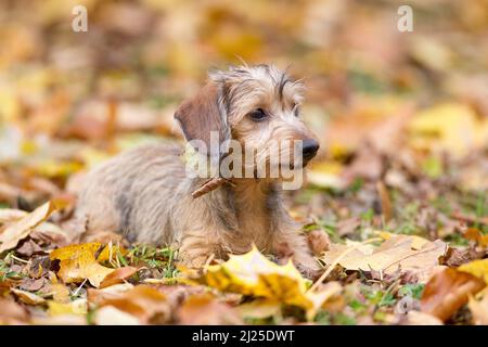 Drahthaar-Kaninchen-Dachshund liegt im Blattstreu. Deutschland Stockfoto