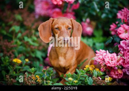 Glatter Dachshund. Erwachsener Hund sitzt neben rosa Rosen in einem Garten. Deutschland Stockfoto