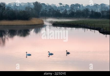 Fota, Cobh, Cork, Irland. 30.. März 2022. Schwäne an einer Flussmündung vor Sonnenaufgang in der Nähe von Fota Island, Cork, Irland. - Credit; David Creedon / Alamy Live News Stockfoto