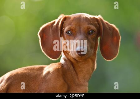 Glatter Dachshund. Porträt eines erwachsenen Hundes. Deutschland Stockfoto