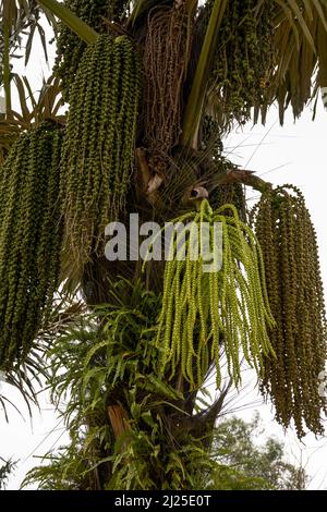 Nahaufnahme von Obstbäumen auf einer Palme im Süden Stockfoto