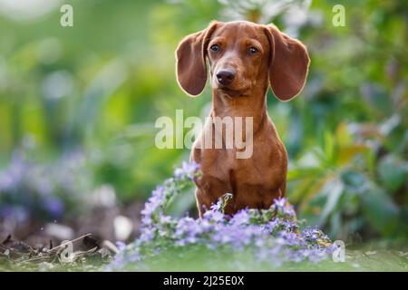 Glatter Dachshund. Erwachsener Hund, der hinter blauen Blumen in einem Garten sitzt. Deutschland Stockfoto